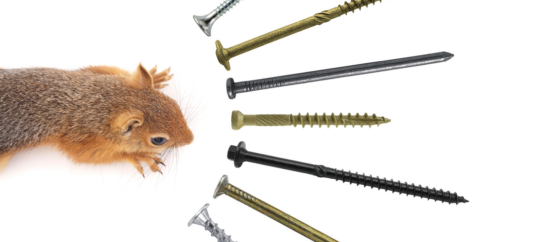 Squirrel with various screws and nails pointing away from it