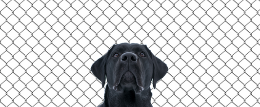 Black Labrador dog in front of chain link fence wire mesh pattern