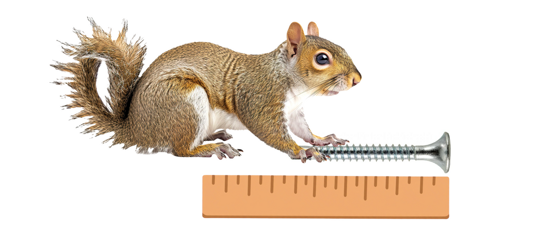 A squirrel measuring a screw with a ruler