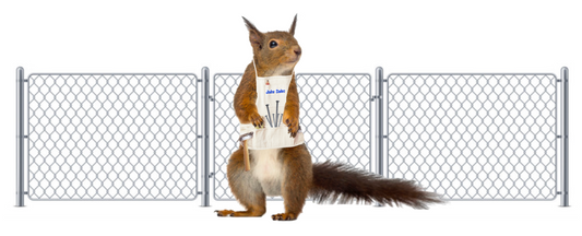 Squirrel standing in front of chain link fence