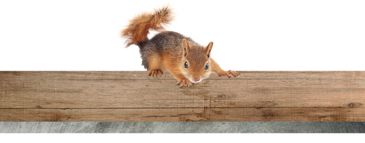Squirrel on layer of wood over sheet metal